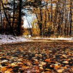 A leaf-covered pathway through Fish Creek Provincial Park in autumn